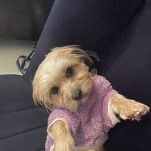 Image of Tofu, Lost Dog