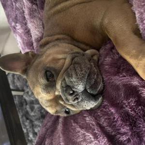Image of Chevell, Lost Dog