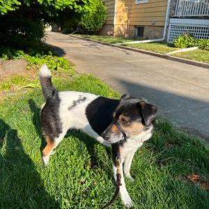 Image of Shanty, Lost Dog