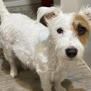 Lost 1 Cleo (TX)