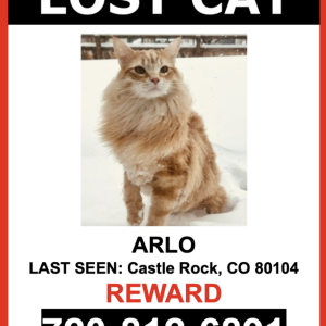 Lost Cat Arlo
