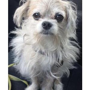 Image of Mia (Peepers), Lost Dog