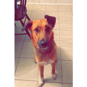 Lost Dog Gericho