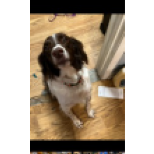 Image of Rusty, Lost Dog