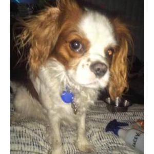 Image of Brody, Lost Dog