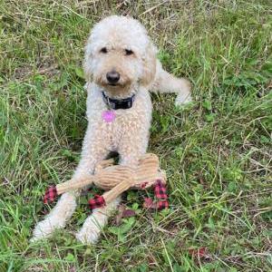 Lost 1 Ginger (NY)