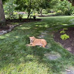 Lost 1 Eddie (NC)