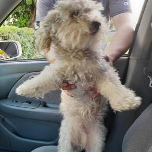 Image of Chef, Lost Dog