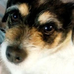 Image of Chubby, Lost Dog