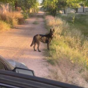 Lost 1 Pantera (AZ)