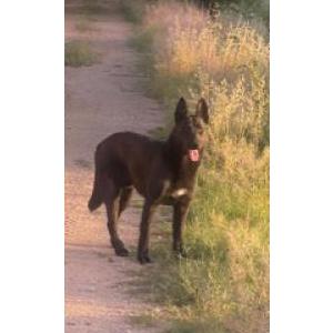 2nd Image of Pantera, Lost Dog
