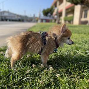 Image of Zero, Lost Dog