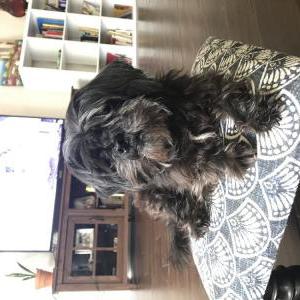 Image of Maddie, Lost Dog