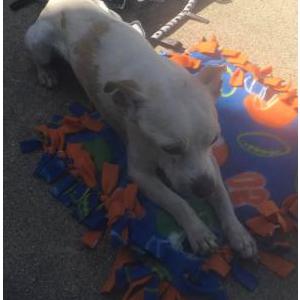 Image of Copper, Lost Dog