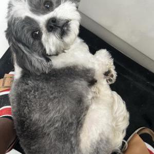 Lost Dog Lylah