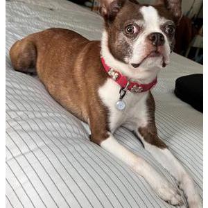 Image of Stella, Lost Dog