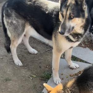 Image of Rocky and  Lika, Lost Dog