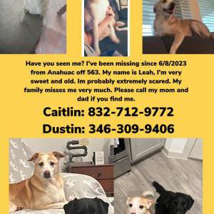 Lost Dog Leah