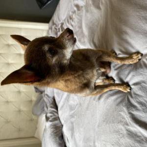 Image of Chico, Lost Dog