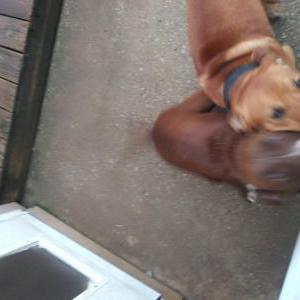 Image of Leroy, Lost Dog