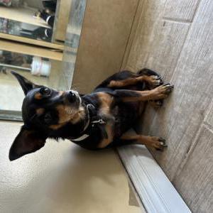 Image of unknown, Found Dog