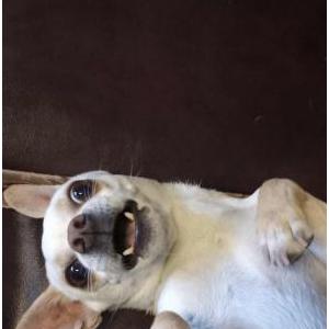 Image of Popeyes, Lost Dog