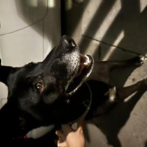 Image of Unknown, Found Dog