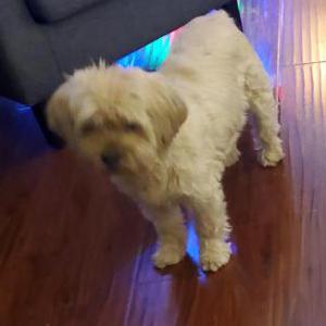 Image of PIXIE, Lost Dog