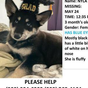 Lost Dog Nyla