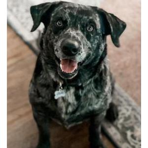 Image of Wally West, Lost Dog