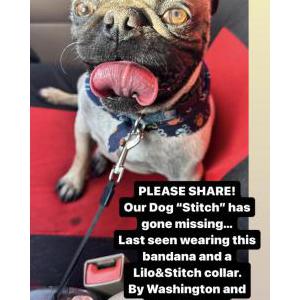 Lost Dog Stitch