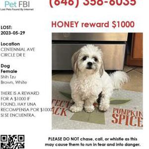 Lost Dog Honey