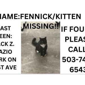 Image of Kitten/fennick, Lost Cat