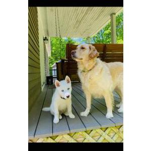 Lost Dog Zinnia