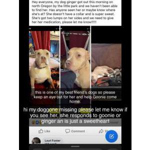 Lost Dog ginger/goonie