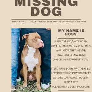 Image of Hoss, Lost Dog
