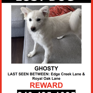 Image of Ghosty, Lost Dog