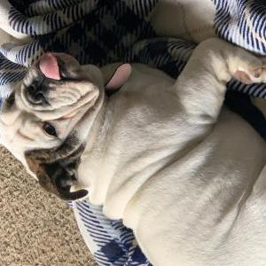 Lost Dog Mike