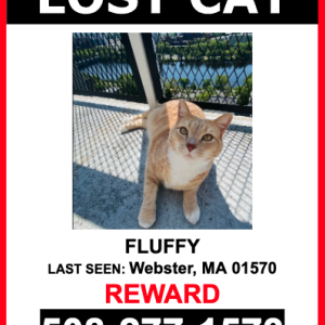 Lost Dog Fluffy
