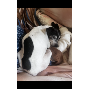 Lost Dog Lilly