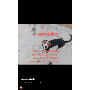 Lost Dog Milo