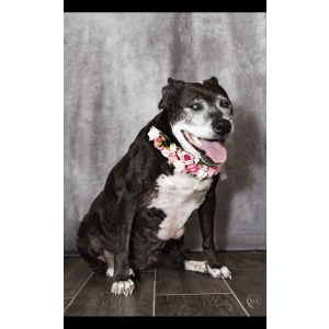 Lost Dog Jersey