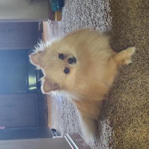 Lost Dog Emmy Gebert