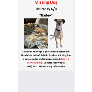 Lost Dog Bailey