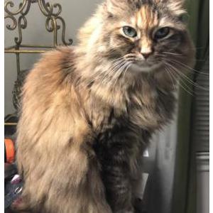 Image of Belle, Lost Cat