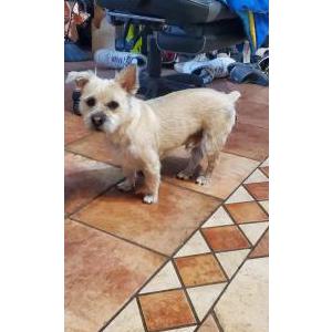 Lost Dog Mochi