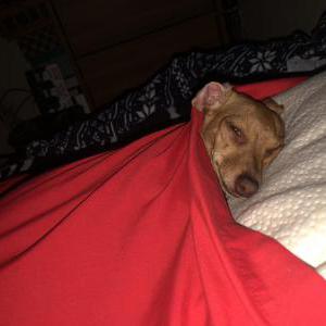 2nd Image of Laverne, Lost Dog