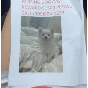 Lost Dog Luna