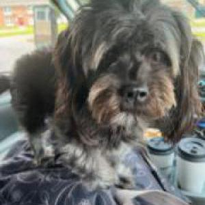 Lost Dog Chance