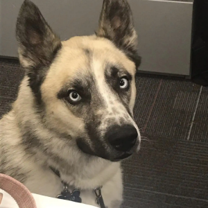 Lost Dog MILO